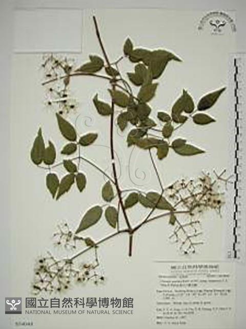 梨山小蓑衣藤藏品圖，第1張