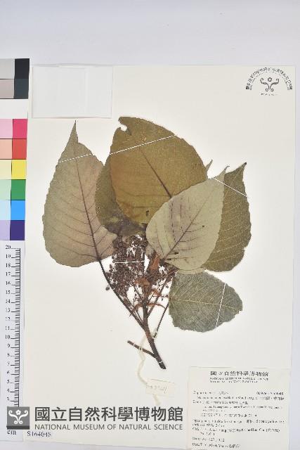 紅肉橙蘭、華血桐藏品圖，第1張