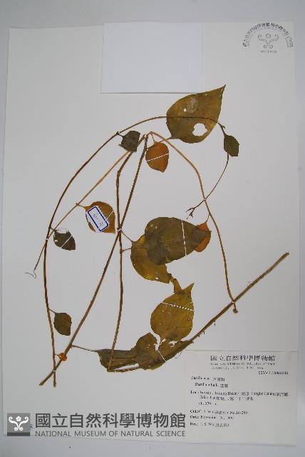 落葵藏品圖，第1張