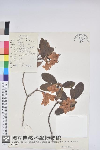 山育杜鵑藏品圖，第1張