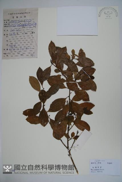 假黃楊藏品圖，第1張