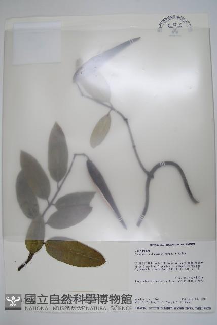 大錦蘭藏品圖，第1張