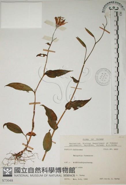 臺灣油點草藏品圖，第1張