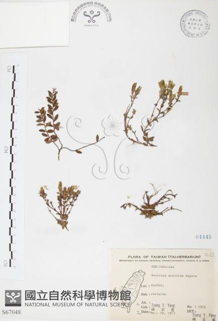 玉山龍膽藏品圖，第1張