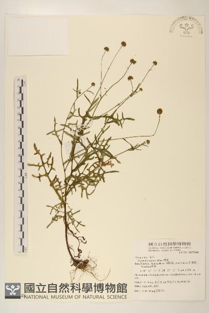 矮菊藏品圖，第1張