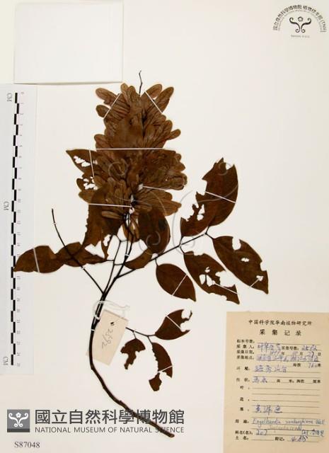 黃杞藏品圖，第1張