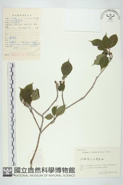 青莢葉藏品圖，第1張