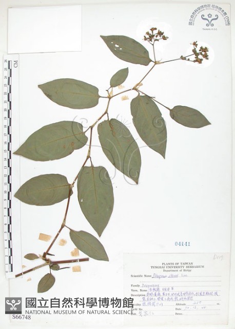 火炭母草、清飯藤藏品圖，第1張