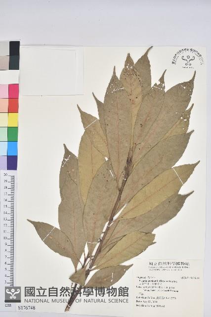 大葉石櫟、大葉校栗藏品圖，第1張