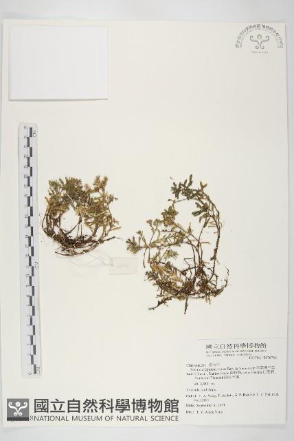 杉葉佛甲草藏品圖，第1張