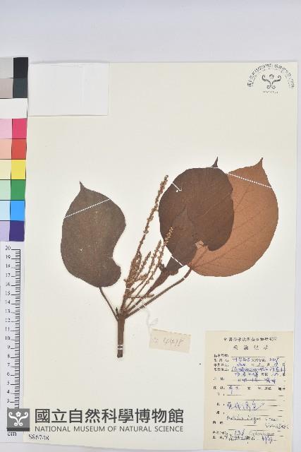 東南野桐藏品圖，第1張