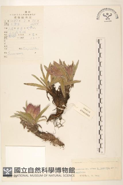 氈毛風毛菊藏品圖，第1張