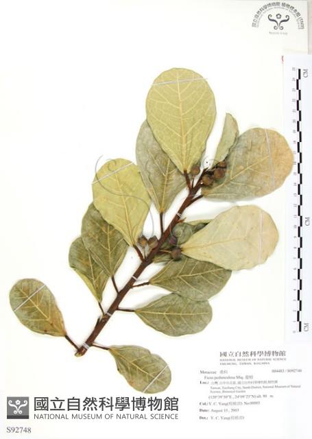 蔓榕藏品圖，第1張