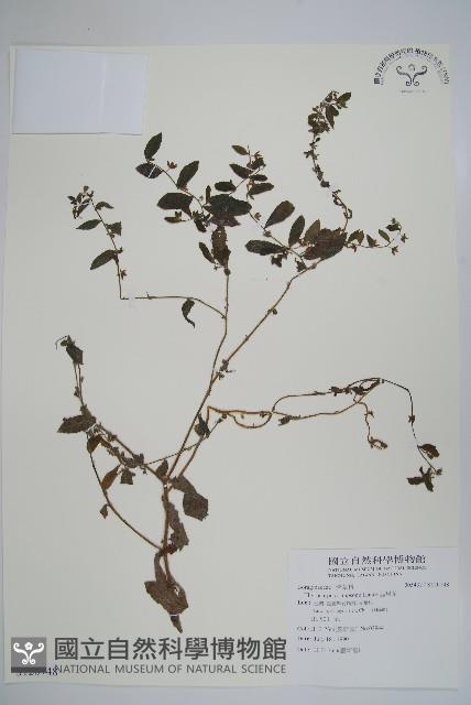 盾果草藏品圖，第1張