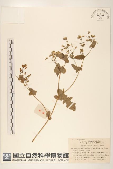 齒緣苦實藏品圖，第1張