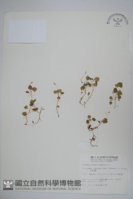 山桔梗藏品圖，第1張