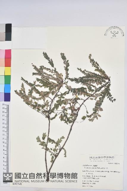 青灰葉下珠藏品圖，第1張