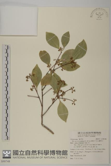 日本賽衛矛、日本假衛矛藏品圖，第1張