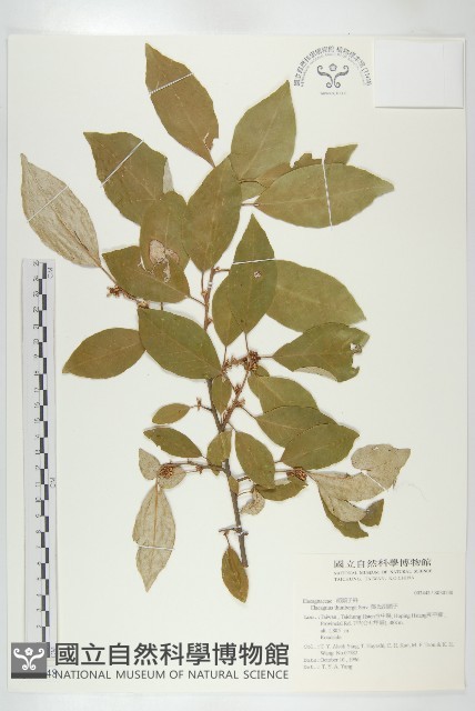 鄧氏胡頹子藏品圖，第1張