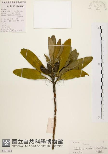 大頭茶藏品圖，第1張