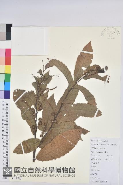 Accession Number:S111748 Collection Image