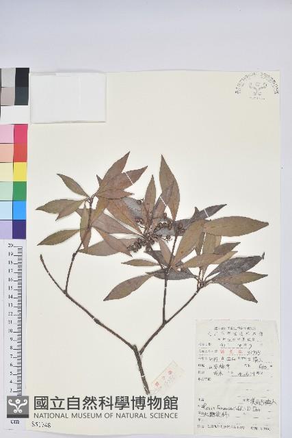 美麗馬醉木藏品圖，第1張