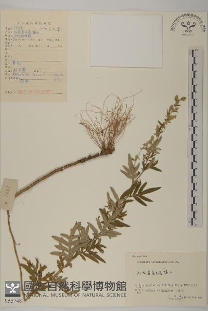 野艾蒿藏品圖，第1張