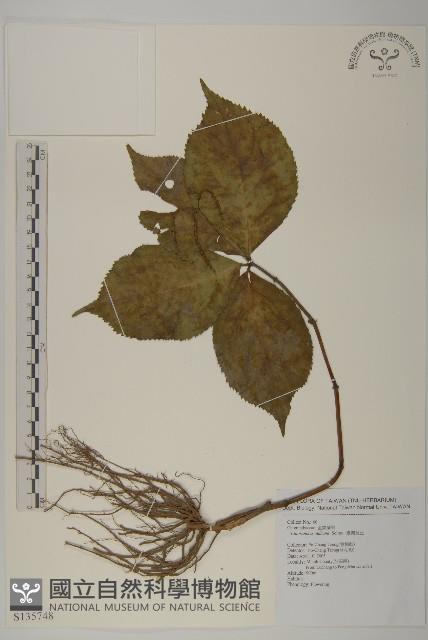 臺灣及己藏品圖，第1張