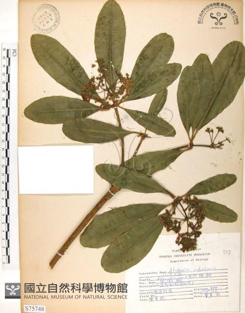 黑板樹藏品圖，第1張