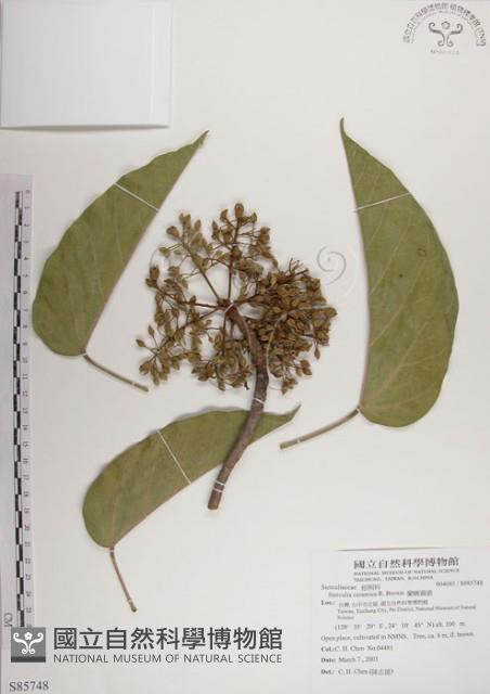 蘭嶼蘋婆藏品圖，第1張