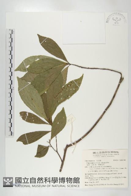 杜英、山杜英、蘭嶼杜英藏品圖，第1張