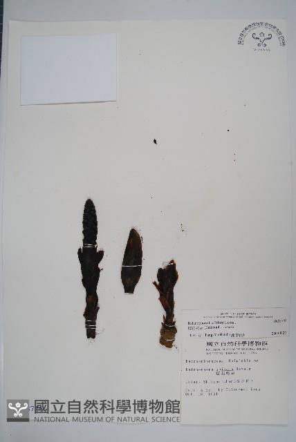 穗花蛇菰藏品圖，第1張