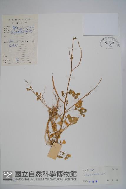 向天黃藏品圖，第1張