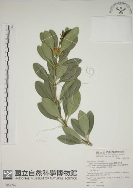 蘭嶼念珠藤藏品圖，第1張