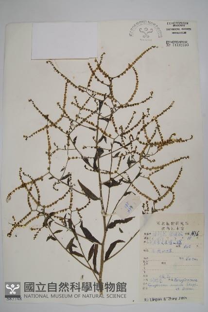 中國勿忘草藏品圖，第1張