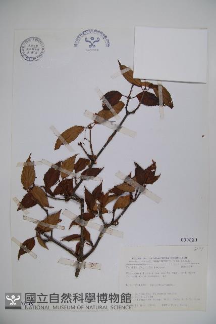 長橢圓葉莢迷藏品圖，第1張