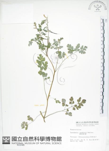 臺灣黃菫藏品圖，第1張