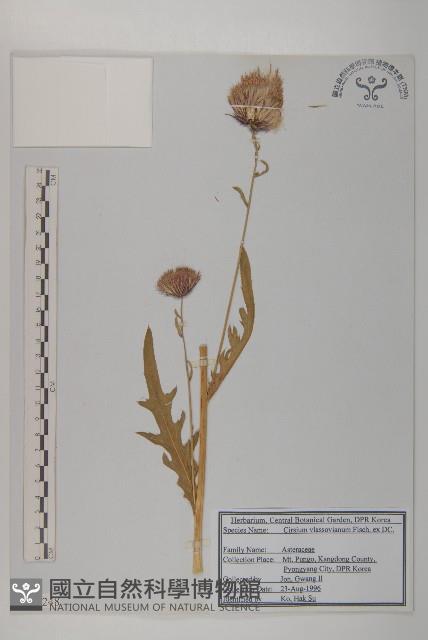 絨背薊藏品圖，第1張