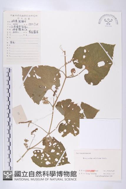 青牛膽藏品圖，第1張