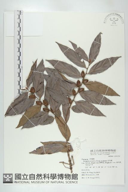 軟毛柿藏品圖，第1張