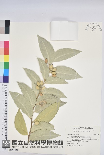 毛木藍藏品圖，第1張