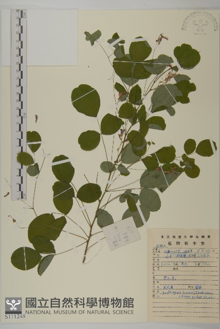 登錄號:S111248藏品圖，第1張