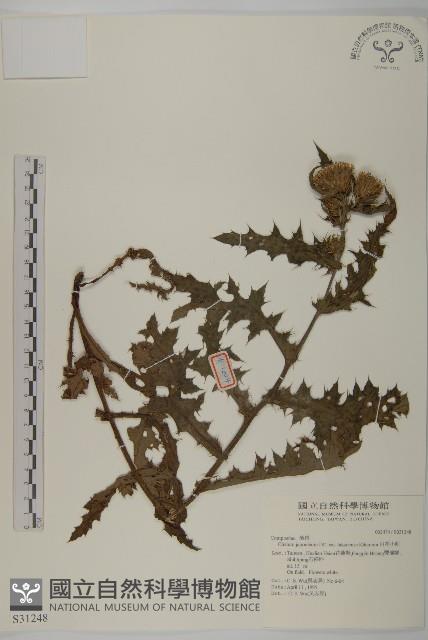 白花小薊藏品圖，第1張