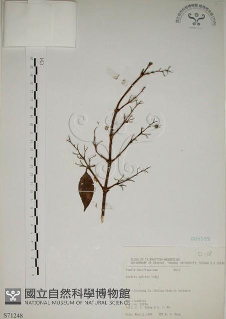 大葉溲疏藏品圖，第1張