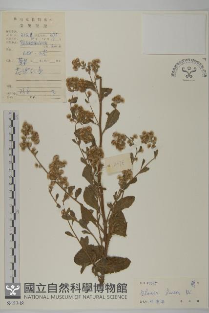 生毛將軍藏品圖，第1張