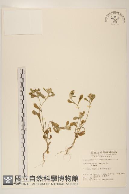 鼠麴舅藏品圖，第1張