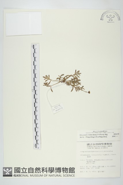 香茹藏品圖，第1張