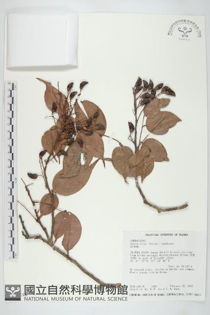 紅葉藤藏品圖，第1張