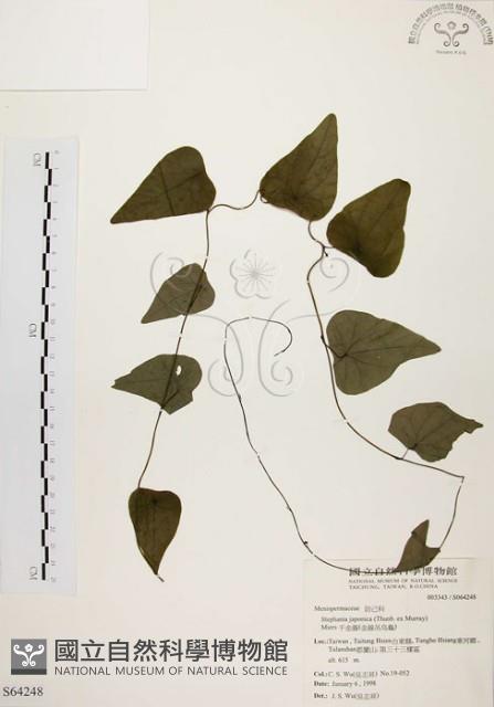 千金藤、金線吊烏龜藏品圖，第1張