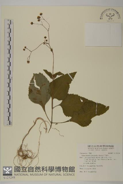 下田菊藏品圖，第1張